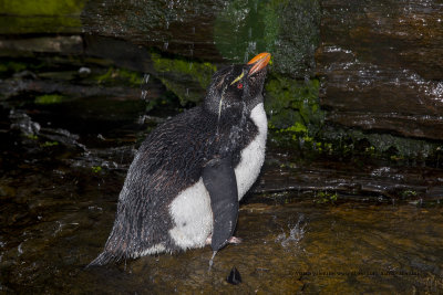 Southern Rockhopper Penguin - Eudyptes chrysocome