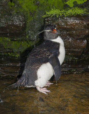 Southern Rockhopper Penguin - Eudyptes chrysocome