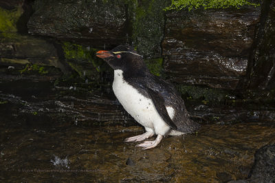 Southern Rockhopper Penguin - Eudyptes chrysocome