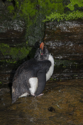 Southern Rockhopper Penguin - Eudyptes chrysocome