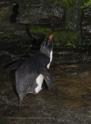 Southern Rockhopper Penguin - Eudyptes chrysocome