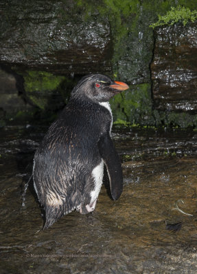 Southern Rockhopper Penguin - Eudyptes chrysocome