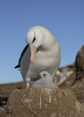 Black-browed Albatross - Thalassarche melanophris