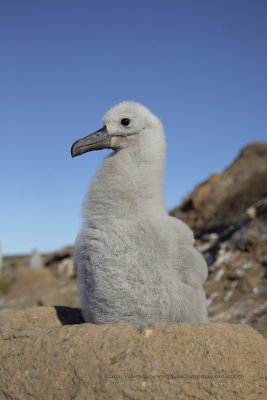 Black-browed Albatross - Thalassarche melanophris