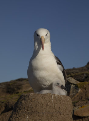 Black-browed Albatross - Thalassarche melanophris