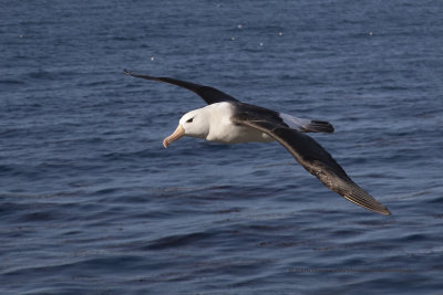 Black-browed Albatross - Thalassarche melanophris