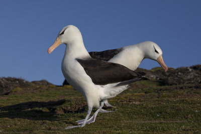 Black-browed Albatross - Thalassarche melanophris