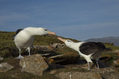 Black-browed Albatross - Thalassarche melanophris