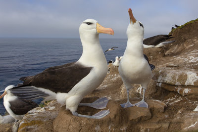 Black-browed Albatross - Thalassarche melanophris