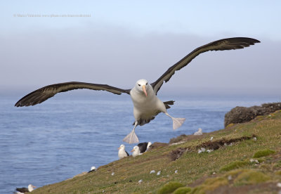 Black-browed Albatross - Thalassarche melanophris