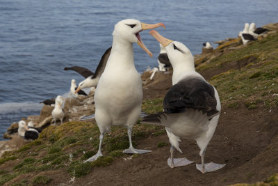 Black-browed Albatross - Thalassarche melanophris