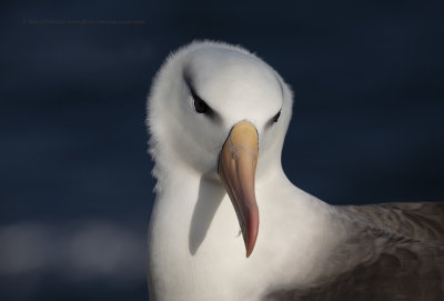 Black-browed Albatross - Thalassarche melanophris