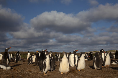 Gentoo Penguin - Pygoscelis papua