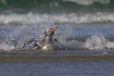 Gentoo Penguin - Pygoscelis papua