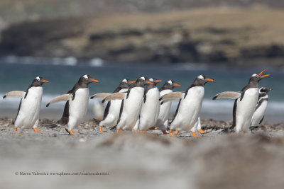 Gentoo Penguin - Pygoscelis papua