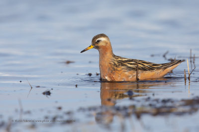 Red Phalarope - Phalaropus fulicarius