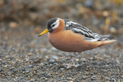 Red Phalarope - Phalaropus fulicarius