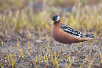 Red Phalarope - Phalaropus fulicarius