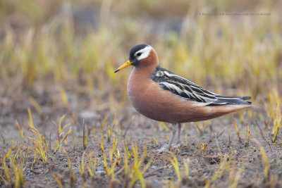 Red Phalarope - Phalaropus fulicarius