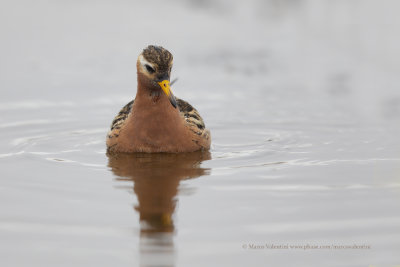 Red Phalarope - Phalaropus fulicarius