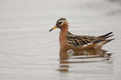 Red Phalarope - Phalaropus fulicarius
