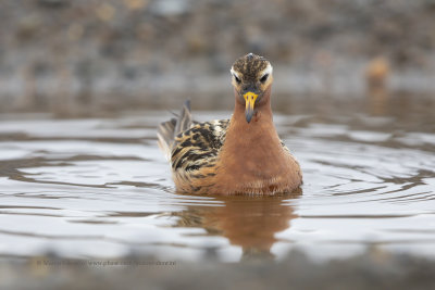 Red Phalarope - Phalaropus fulicarius