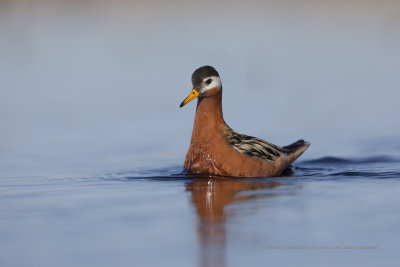 Red Phalarope - Phalaropus fulicarius
