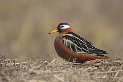 Red Phalarope - Phalaropus fulicarius