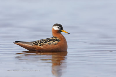 Red Phalarope - Phalaropus fulicarius
