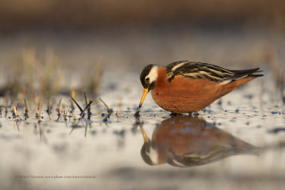 Red Phalarope - Phalaropus fulicarius
