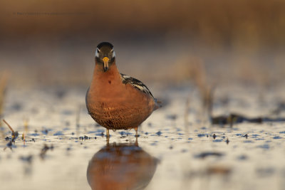 Red Phalarope - Phalaropus fulicarius