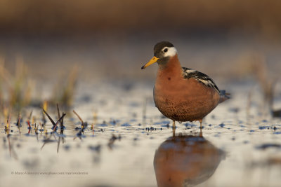 Red Phalarope - Phalaropus fulicarius