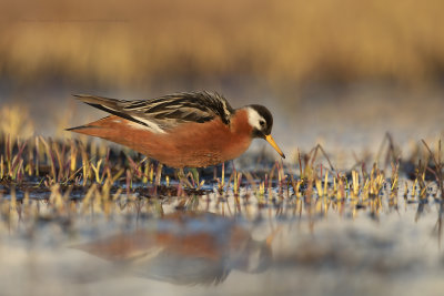 Red Phalarope - Phalaropus fulicarius