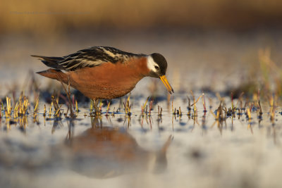 Red Phalarope - Phalaropus fulicarius