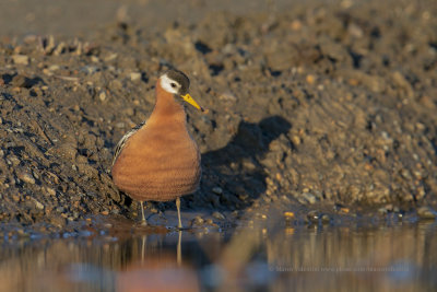 Red Phalarope - Phalaropus fulicarius