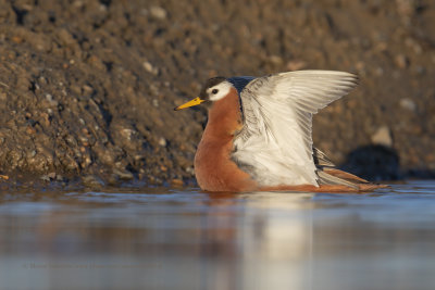 Red Phalarope - Phalaropus fulicarius