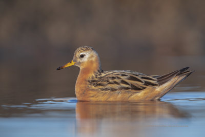 Red Phalarope - Phalaropus fulicarius