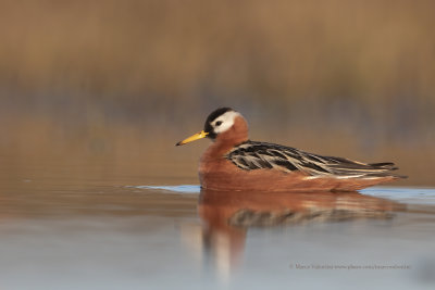 Red Phalarope - Phalaropus fulicarius
