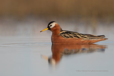 Red Phalarope - Phalaropus fulicarius