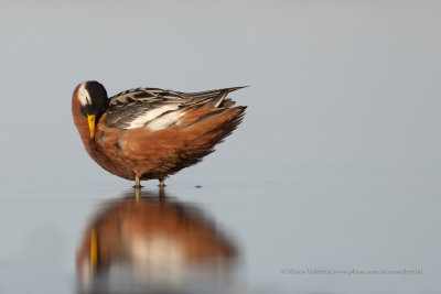 Red Phalarope - Phalaropus fulicarius