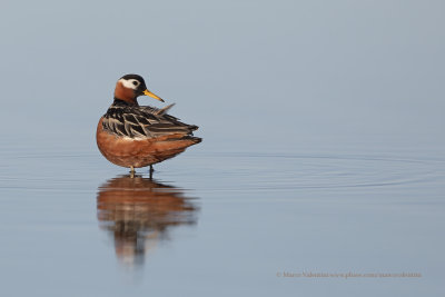 Red Phalarope - Phalaropus fulicarius