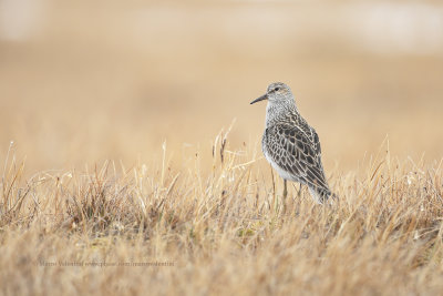 Pectoral Sandpiper - Calidris melanotos