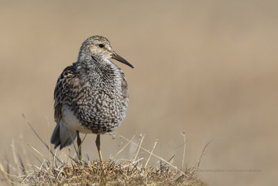 Pectoral Sandpiper - Calidris melanotos