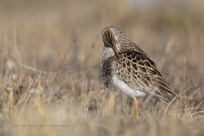 Pectoral Sandpiper - Calidris melanotos