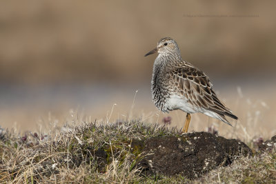 Pectoral Sandpiper - Calidris melanotos