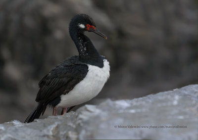 Rock Cormorant - Phalacrocorax magellanicus