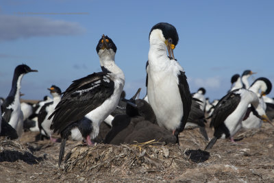 Imperial Shag - Phalacrocorax atriceps