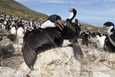 Imperial Shag - Phalacrocorax atriceps