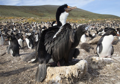 Imperial Shag - Phalacrocorax atriceps