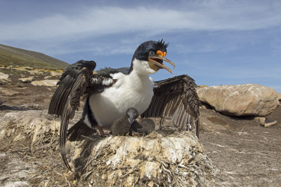 Imperial Shag - Phalacrocorax atriceps